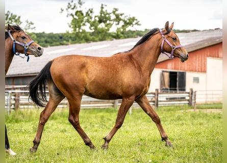 Arabian horses, Gelding, 3 years, 14,2 hh, Brown