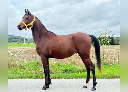 Vollblutaraber, Wallach, 3 Jahre, 14,2 hh, Brauner