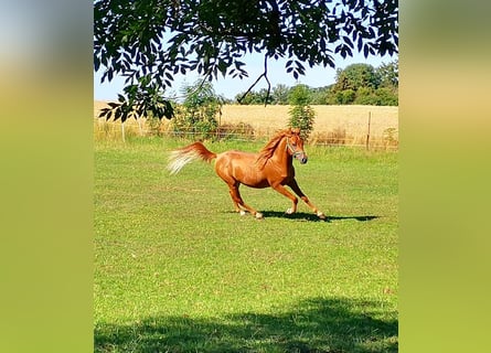 Arabian horses, Gelding, 3 years, 14.3 hh, Chestnut-Red