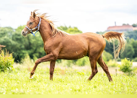 Arabian horses, Gelding, 3 years, 14,3 hh, Chestnut-Red