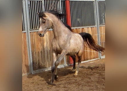 Arabian horses, Gelding, 3 years, 14,3 hh, Gray