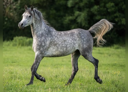 Arabian horses, Gelding, 3 years, 14.3 hh, Grey