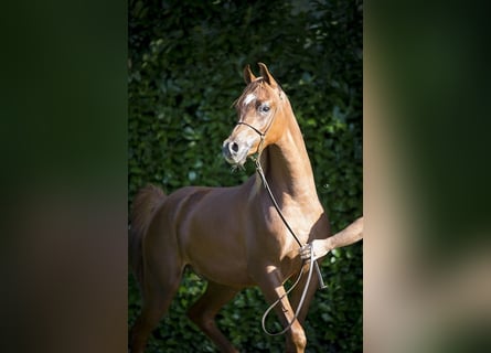 Arabian horses, Gelding, 3 years, 15.1 hh, Chestnut-Red
