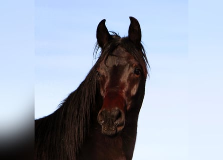 Arabian horses, Gelding, 3 years, 15,1 hh, Smoky-Black