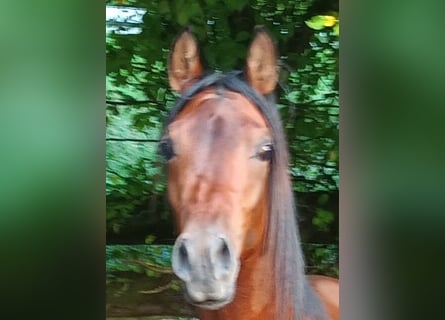 Arabian horses, Gelding, 3 years, 15.2 hh, Brown