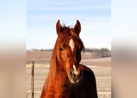 Arabian horses, Gelding, 3 years, 15,2 hh, Chestnut-Red