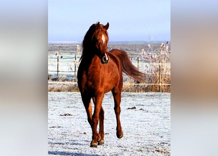 Arabian horses, Gelding, 3 years, 15,2 hh, Chestnut-Red