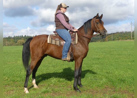 Arabian horses, Gelding, 3 years, 15 hh, Brown