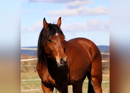 Arabian horses, Gelding, 3 years, 15 hh, Brown