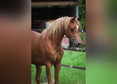Arabian horses, Gelding, 3 years, 15 hh, Chestnut-Red