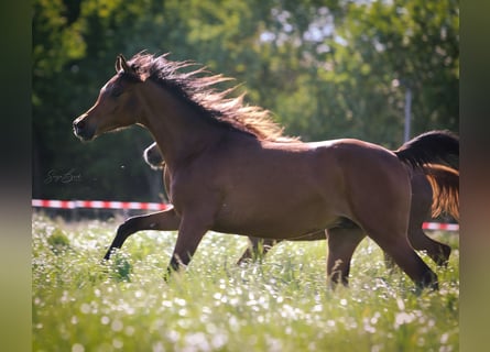 Arabian horses, Gelding, 3 years, 15,1 hh, Brown
