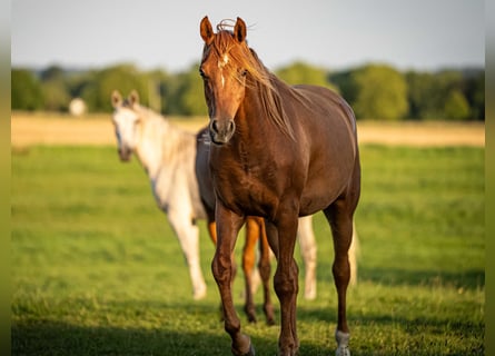 Arabian horses, Gelding, 3 years, 15,1 hh, Chestnut-Red