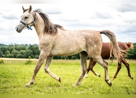 Arabian horses, Gelding, 3 years, 15,1 hh, Gray