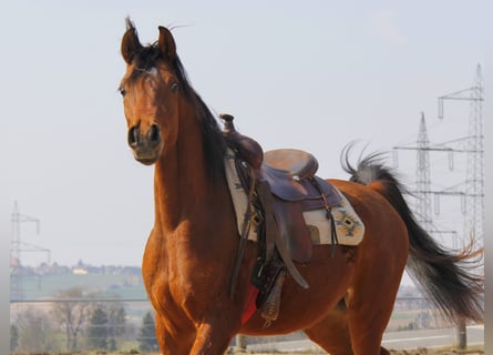 Arabian horses, Gelding, 3 years, Brown