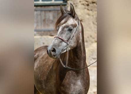 Arabian horses, Gelding, 3 years, Can be white