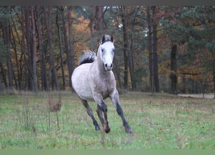 Arabian horses, Gelding, 4 years, 14,2 hh, Gray-Blue-Tan