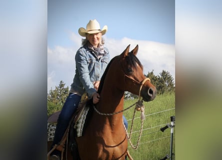 Arabian horses, Gelding, 4 years, 14.3 hh, Brown