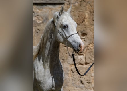 Arabian horses, Gelding, 4 years, 14.3 hh, Grey