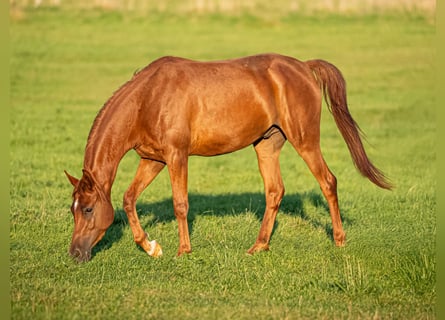 Arabian horses, Gelding, 4 years, 15.1 hh, Chestnut-Red