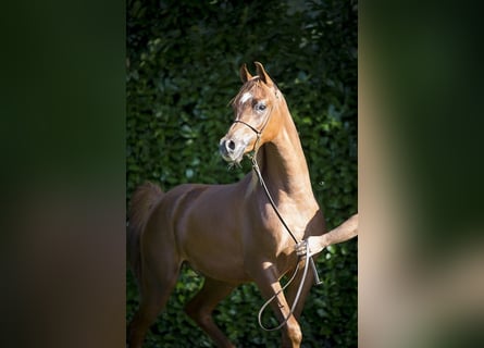 Arabian horses, Gelding, 4 years, 15,1 hh, Chestnut-Red