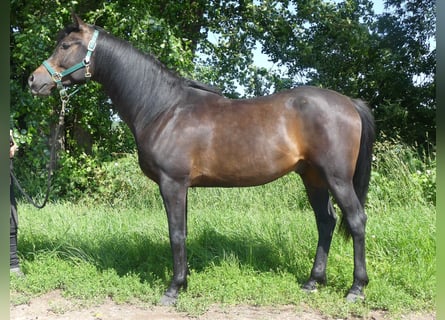 Arabian horses, Gelding, 4 years, 15 hh, Bay-Dark