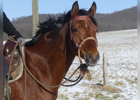 Arabian horses, Gelding, 4 years, 15 hh, Brown