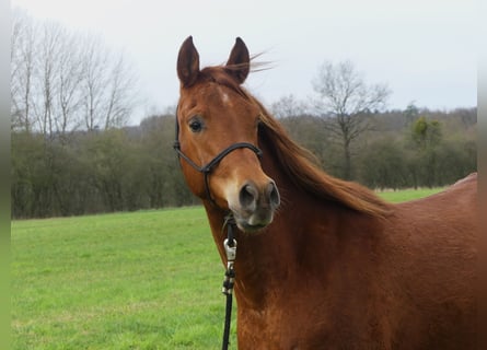 Arabian horses, Gelding, 4 years, 15 hh, Chestnut-Red
