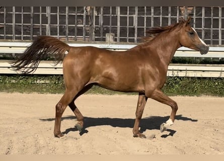 Arabian horses, Gelding, 4 years, 15 hh, Chestnut-Red