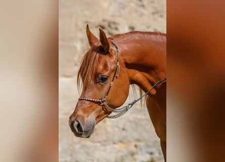Arabian horses, Gelding, 4 years, Chestnut-Red