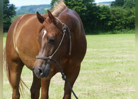 Arabian horses, Gelding, 5 years, 14.3 hh, Chestnut-Red