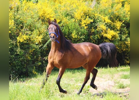 Arabian horses, Gelding, 5 years, 14,3 hh, Smoky-Black