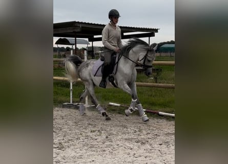 Arabian horses, Gelding, 5 years, 14,2 hh, Grey-Dapple