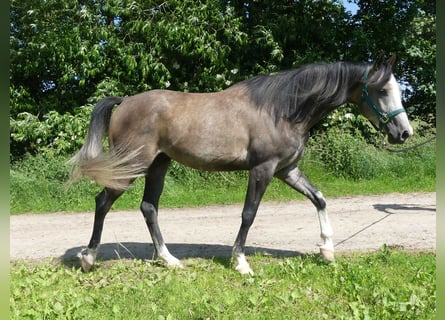 Arabian horses, Gelding, 5 years, 15.1 hh, Grey