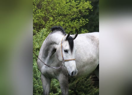 Arabian horses, Gelding, 5 years, 15,2 hh, Gray