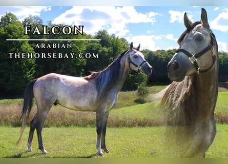 Arabian horses, Gelding, 6 years, 14.3 hh, Gray