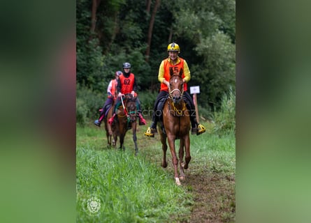 Arabian horses, Gelding, 6 years, 15,1 hh, Sorrel