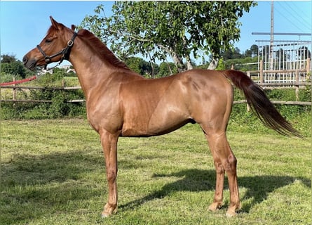 Arabian horses, Gelding, 7 years, 14.3 hh, Chestnut