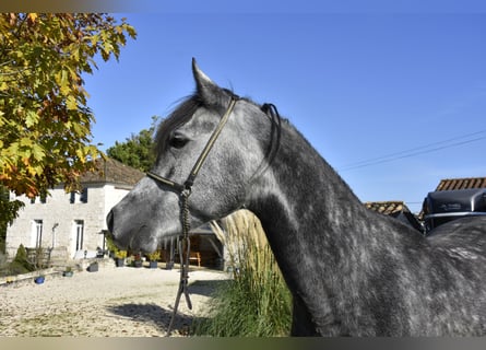 Arabian horses, Gelding, 7 years, 15,1 hh, Gray-Dapple