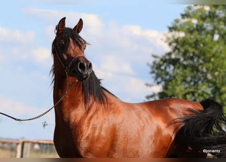 Arabian horses, Gelding, 7 years, Brown