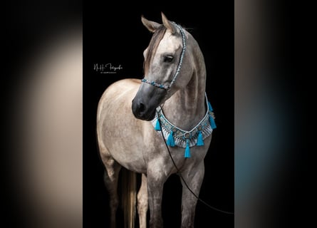 Arabian horses, Gelding, 8 years, 15,2 hh, Grey-Fleabitten
