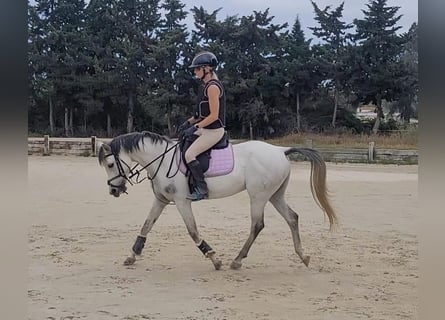 Arabian horses, Gelding, 9 years, 13,2 hh, Grey