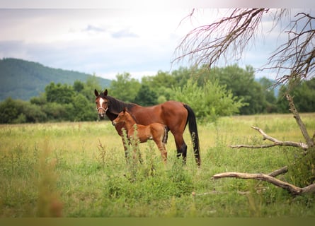 Arabian horses, Mare, 10 years, 14,2 hh, Bay