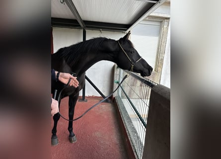 Arabian horses, Mare, 10 years, 14 hh, Black