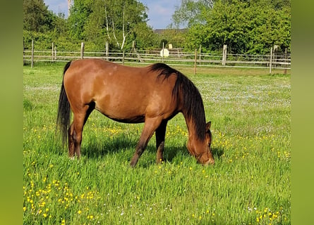 Arabian horses, Mare, 10 years, 14 hh, Brown