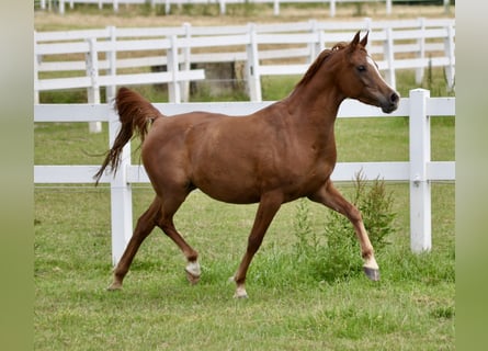 Arabian horses, Mare, 10 years, 15 hh, Chestnut-Red
