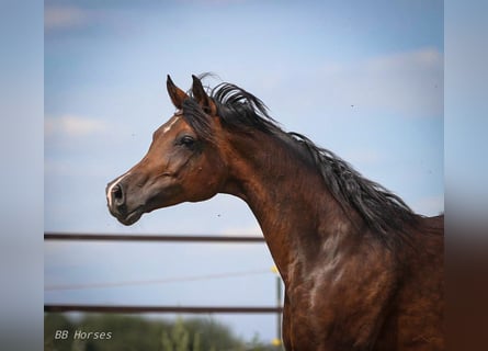 Arabian horses, Mare, 10 years, 15 hh, Smoky-Black