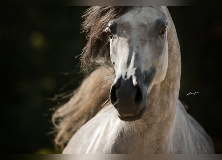 Arabian horses, Mare, 10 years, 15,1 hh, Grey