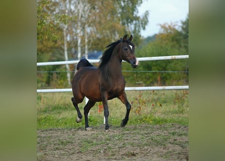 Arabian horses, Mare, 11 years, 14,2 hh, Bay-Dark