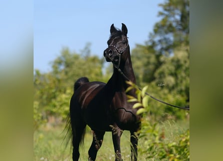 Arabian horses, Mare, 11 years, 14.2 hh, Black