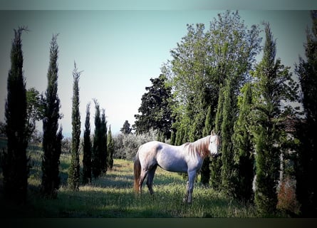 Arabian horses, Mare, 11 years, 14.3 hh, Gray
